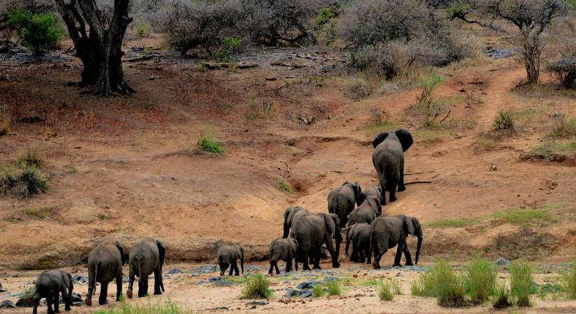 A tanzániai gyerekeket tanítják a győri állatkert szakemberei - Ezzel próbálják megóvni Afrika állatvilágát