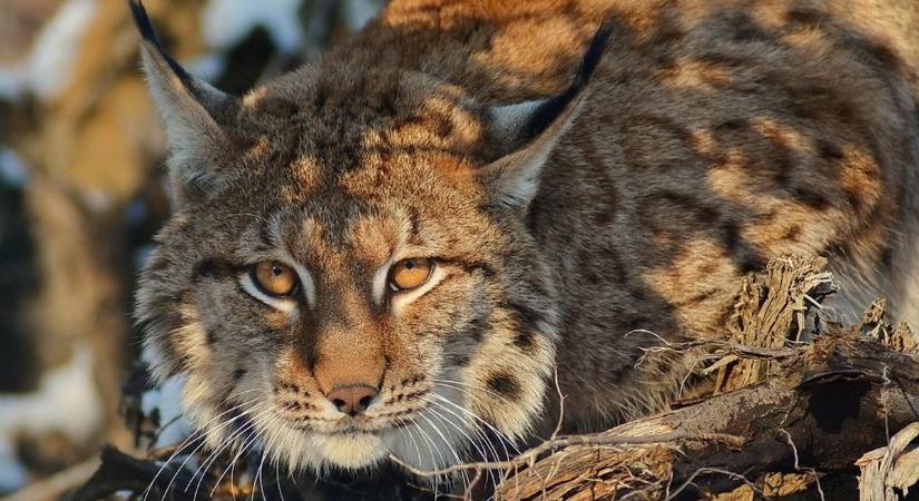 Völund, a kárpáti hiúz Miskolcról érkezett Belgrádba