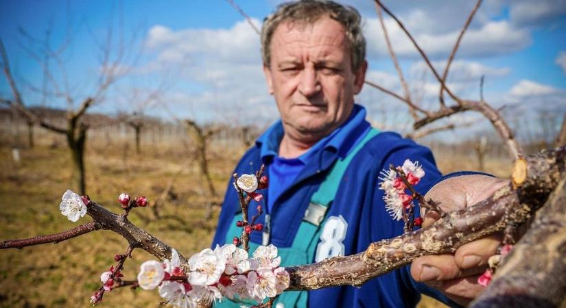 Most még örülhetünk a kora nyárnak, de március vége felé visszaköszön a tél (galéria)