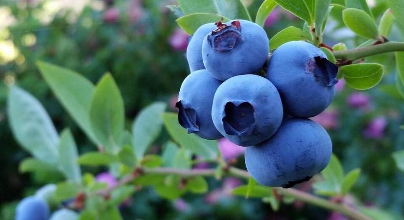 Áfonyatermesztés: 7 tipp a gazdag termésért