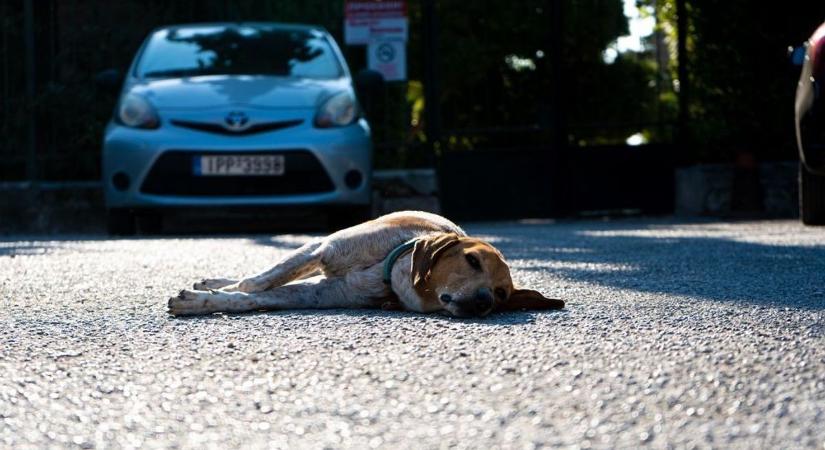 Autó elé szaladtak és elgázolták a kutyusokat