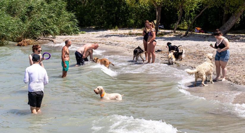 Siófoki kutyás strand: megosztó eredmény született