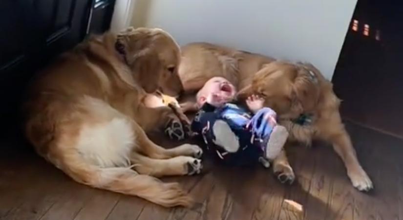 Két golden retrieverrel nő fel a baba: de az internet aggódik - Videó