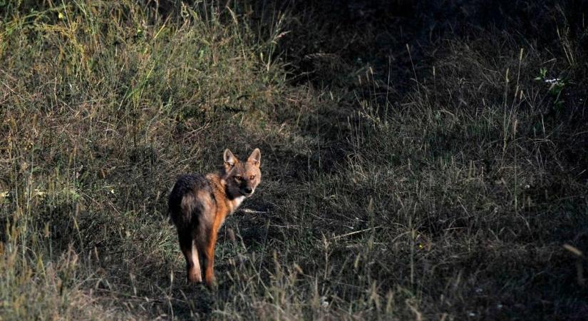 Halottnak tetteti magát a Tisza-tó és a Bükkalja leleményes vadásza