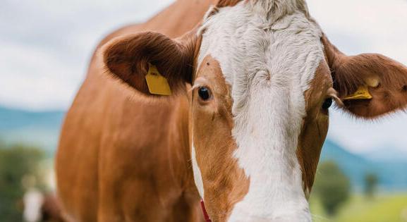 10 millió forint támogatást kaphatnak a mezőgazdasági kisüzemek