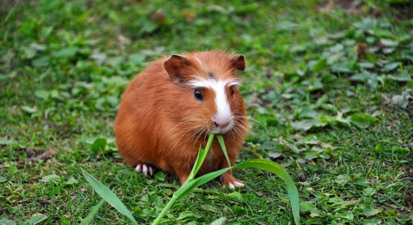 Tengerimalacok: származásuk mítoszai, a valóság és a számukra ideális hőmérséklet