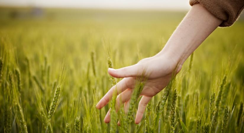 Nőtt a magyar gazdaság, de az agrárium rontotta az összképet