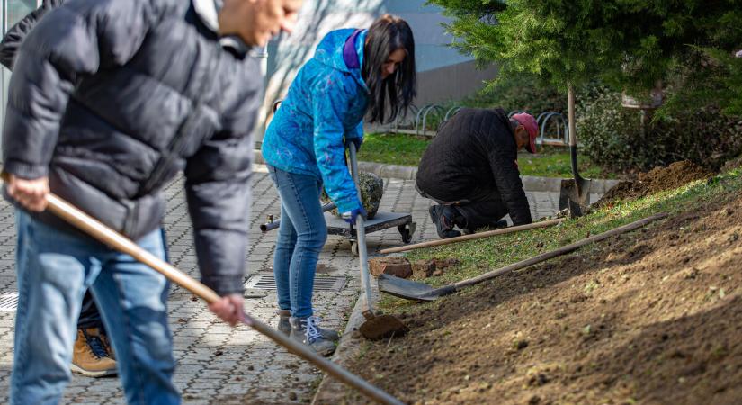 Vadvirágos rétet alakítanak ki a könyvtár szomszédságában