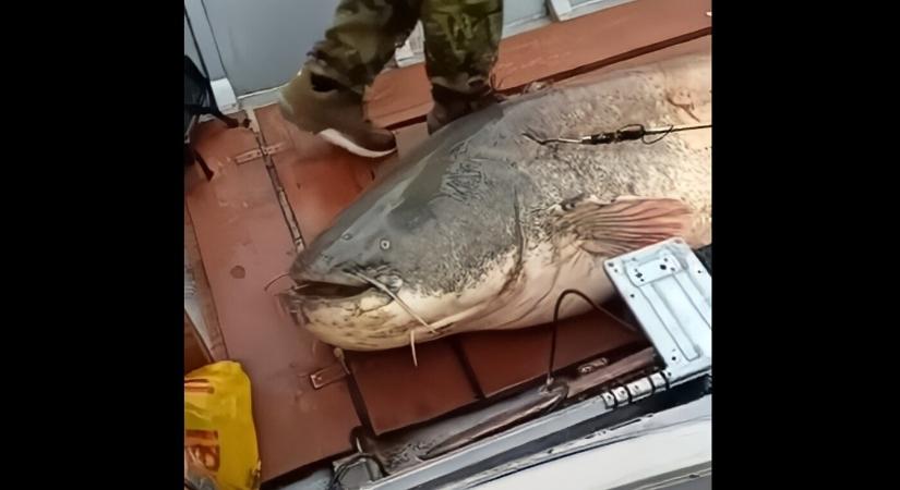 Világrekorder harcsát fogott ki egy horgász a Dunából (VIDEÓ)