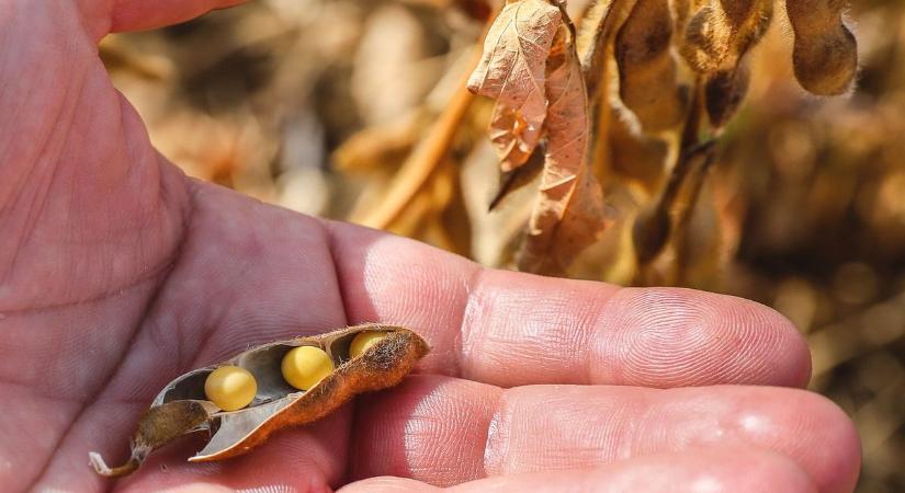 Beszakította a terménypiacokat a vámháború