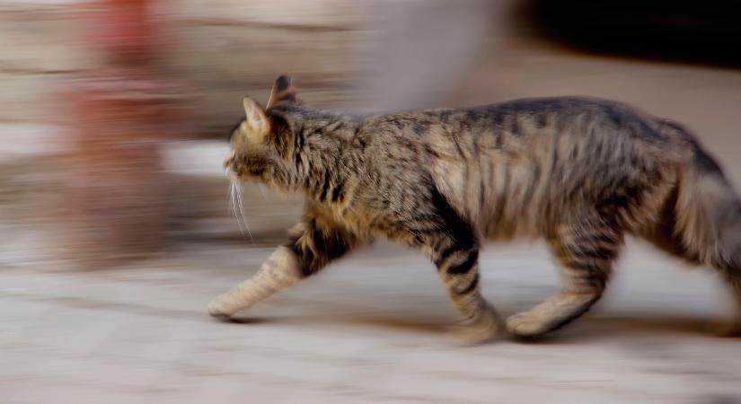 Ezért találnak haza a macskák még évek múltán is