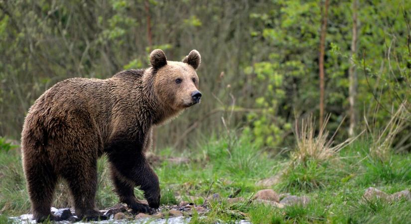 Tényleg működik, ha halottnak tettetjük magunkat? Ez a teendő, ha medvébe botlunk