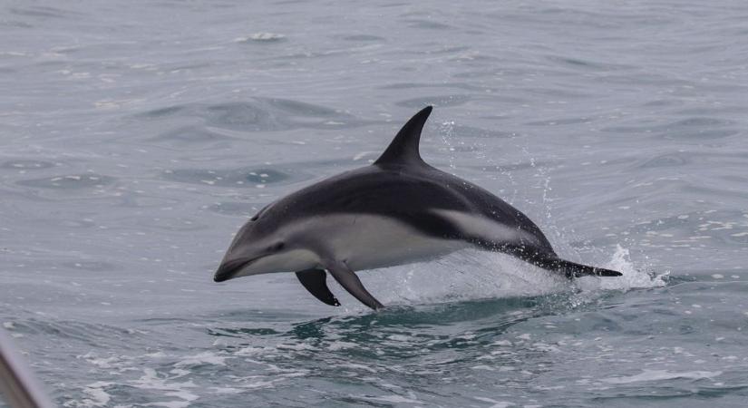 Delfin landolt egy csónakban Új-Zélandon