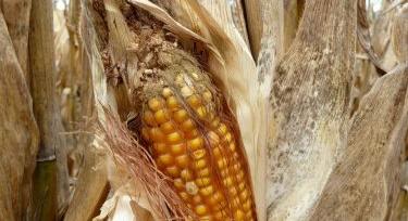 Hogyan csökkentsük az aflatoxin fertőzést