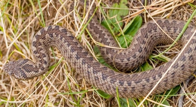 Mérges kígyók Zalában – jobb elkerülni a harapást