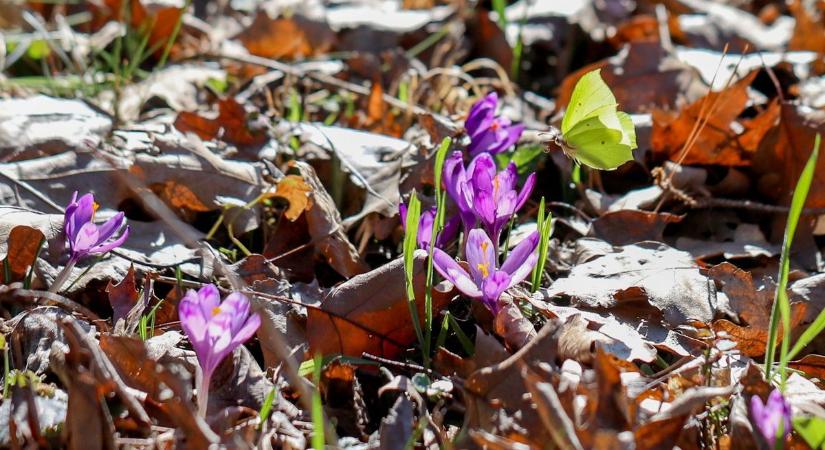 Krókuszok ideje fagyok előtt? A Kámoni Arborétumban jártunk, tavasz van - fotók