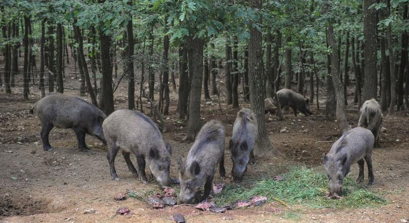 Mi a közös a patakban ügető farkasban, a pocsolyában ugráló rétisasban, és az őszi erdőben bóklászó nyusztban?