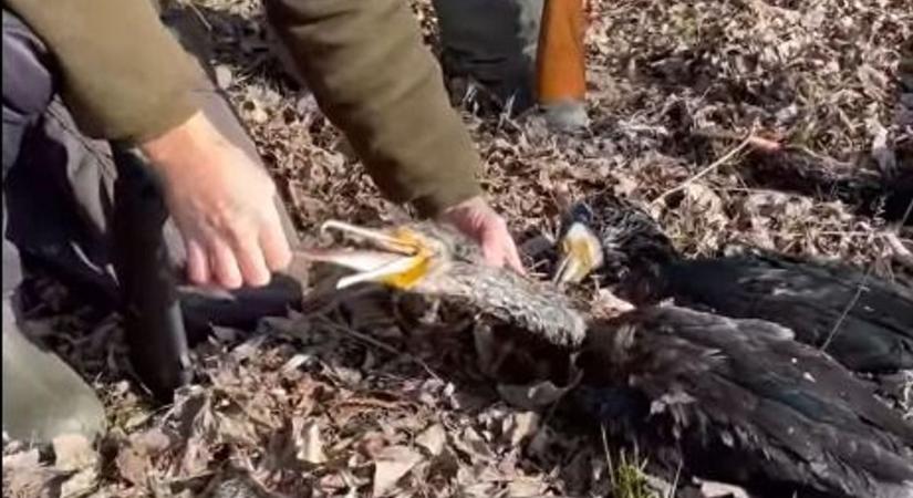 Felnyitották a rettegett ragadozó gyomrát a Tisza-tónál: elképesztő, milyen állatokat találtak benne