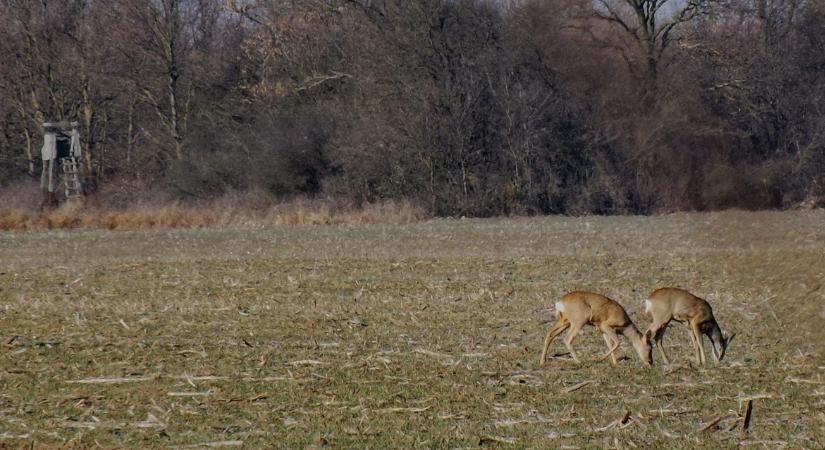 Kitavaszodott, de meg tud még lepni az időjárás!