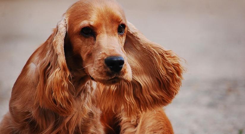 A cocker spániel: a boldogság lobogó fülei