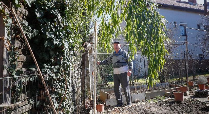 Szomszédviszály Vas vármegyében: áthajló ágak miatt mennének bíróságra!