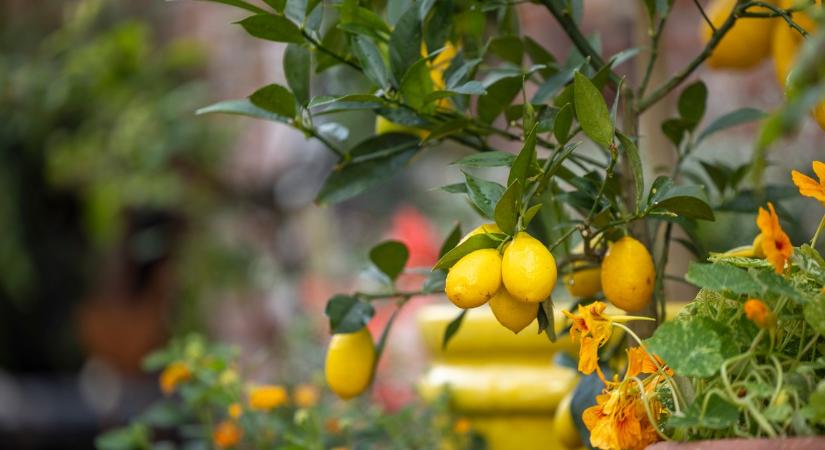 Szeretnél mediterrán hangulatot varázsolni az erkélyedre egy citromfával? Íme 5 tanács, amellyel biztos a siker