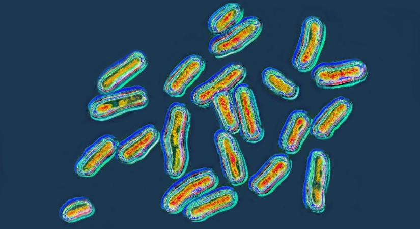 Szalmonellajárvány tört ki Európában