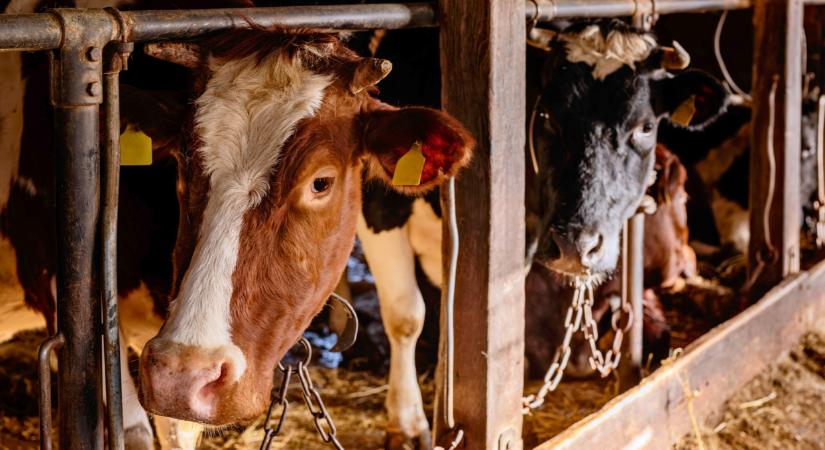 Kína feloldotta a korlátozásokat, amiket Németországgal szemben hozott