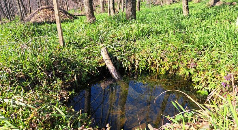 Kis tócsák létrehozásával segíti az élővilágot a Völgyerdő Természetvédelmi Park