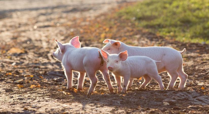 Halálra akarta éheztetni a három kismalacot a művész, de a kislánya közbelépett