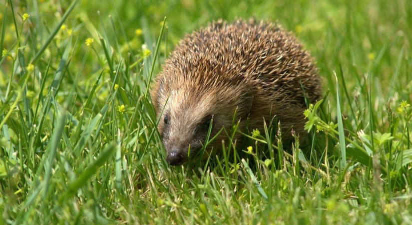 Tavaszi kertrendezés: vigyázzunk a sünökre