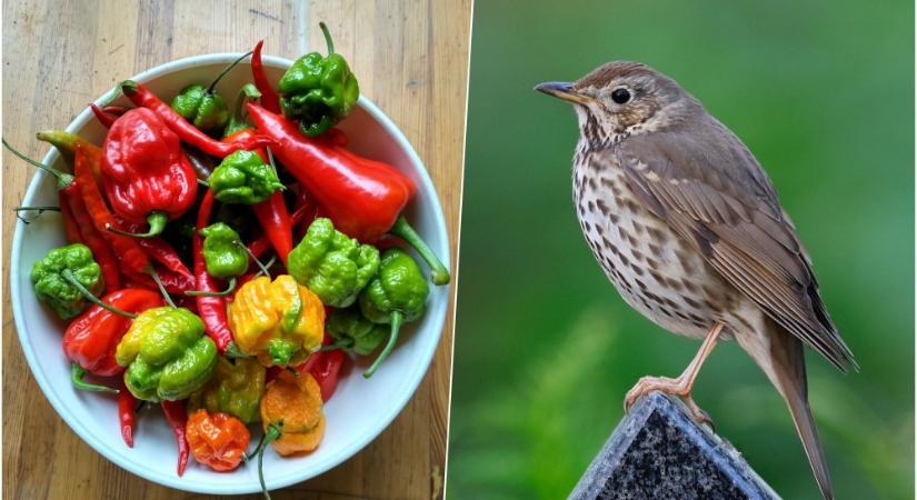 A madarak és a csípős paprika: miért nem érzik a kapszaicint?