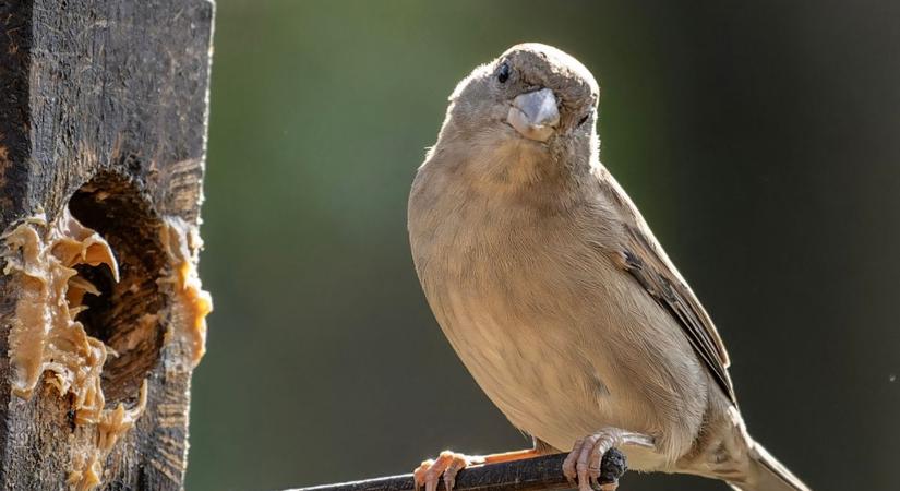 Így segítheted tavasszal a kertedbe látogató madarakat