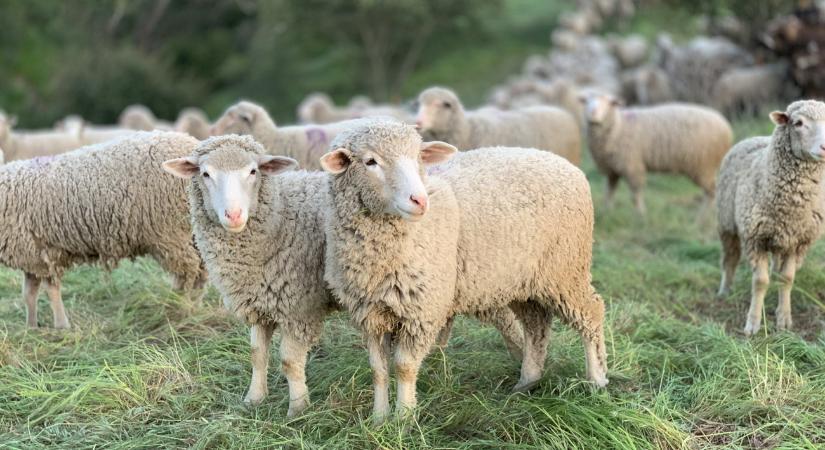 Ragadós száj- és körömfájás: sorsfordító 72 óra vár a magyar juhtenyésztőkre