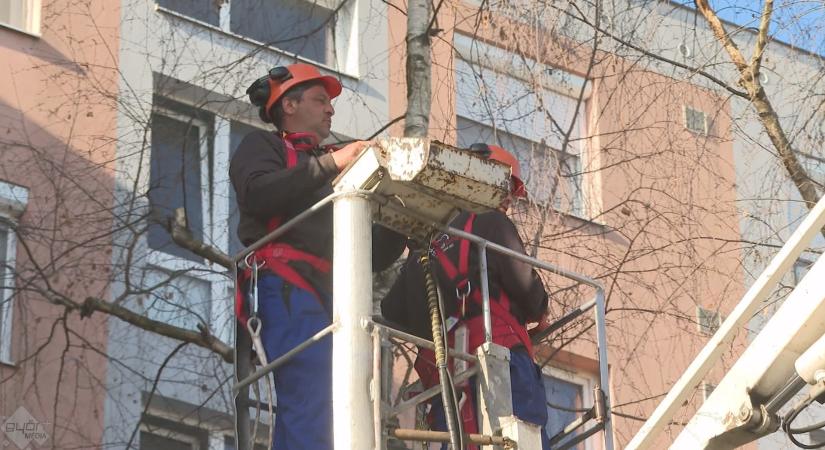 Metszik a fákat Győrben