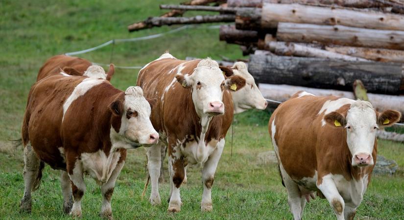 Ellenőrzik a magyar határátkelőket a száj- és körömfájás miatt