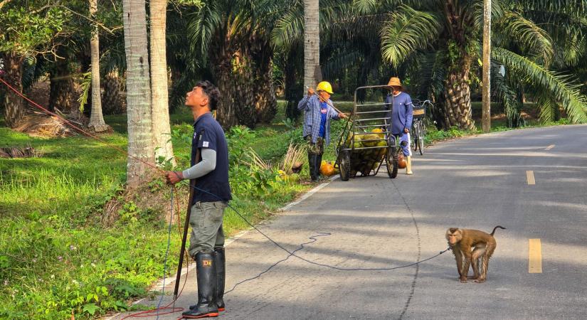 A majommunka beszüntetését kéri A Fehér Lótusz rendezője a thai miniszterelnöktől