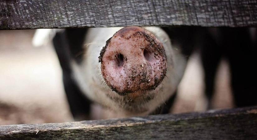 Figyelmeztetés: Nem lazulhat a védekezés az afrikai sertéspestis ellen