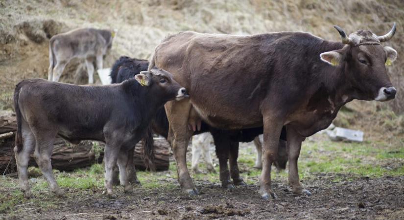 4 milliárd forintos elvonás miatt nem lesz elég pénz a hatósági állatorvosokra, miközben éppen állategészségügyi krízis zajlik