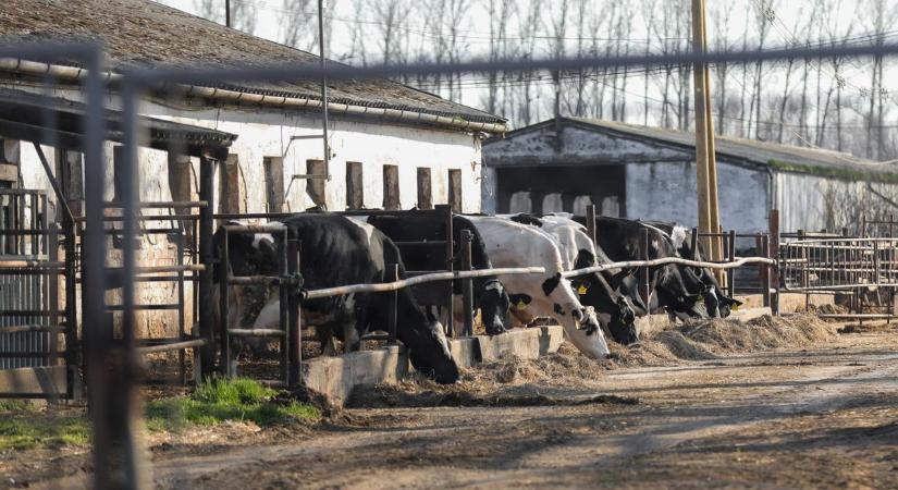 Újabb részletek a fertőzésről: 5 település a több kilométeres védőkörzetben - térkép