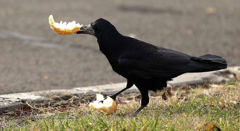 Nincs vége a rettenetnek: a varjak Pécs belvárosában is megjelentek