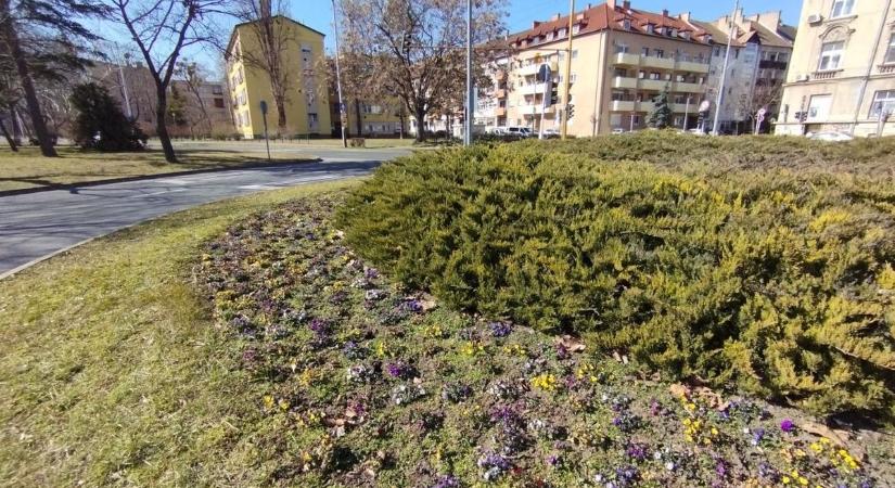 Felháborító – Tolvajok fosztották ki Győr egyik legszebb virágágyását - Fotók