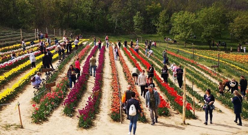 Te is várod a tulipánszüretet a Balatonnál? Mutatjuk a helyszíneket