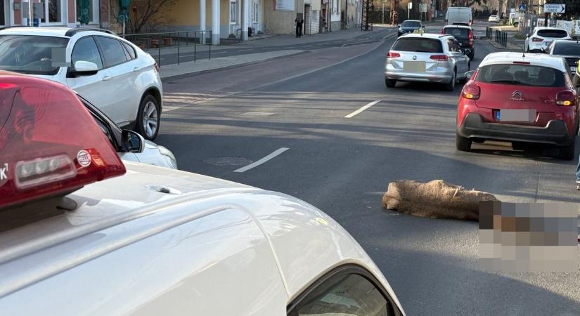 Hatalmas szarvas rohan rémülten keresztül Szombathelyen, társát elütötték - fotó