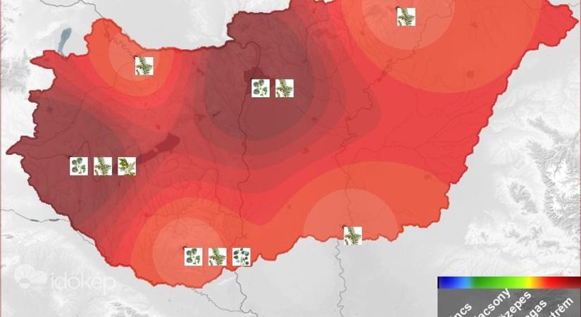 A jó idő meghozta a polleneket is