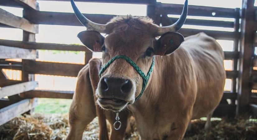 Ezernél is több szarvasmarhát kell leölni a száj- és körömfájás miatt