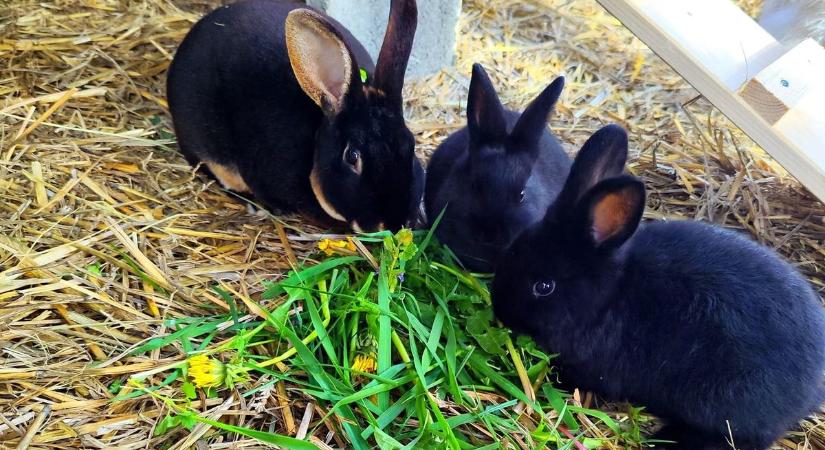 A száj- és körömfájás betegség miatt nem látogatható a népszerű vasi állatfarm!