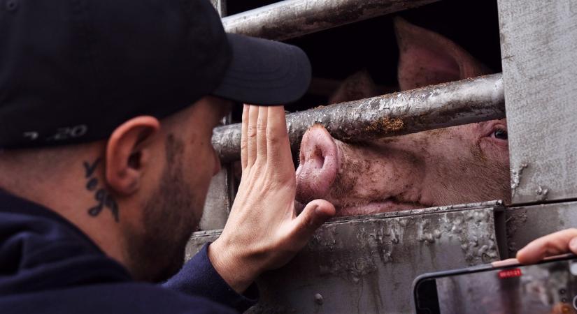 Súlyos fertőzés ütötte fel a fejét a magyar határnál