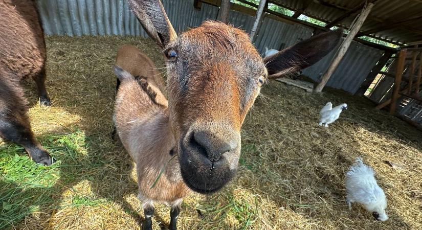 Száj- és körömfájás Vasban - A tulajdonos elárulta, miért zárt be a kedvelt állatfarm Nardán