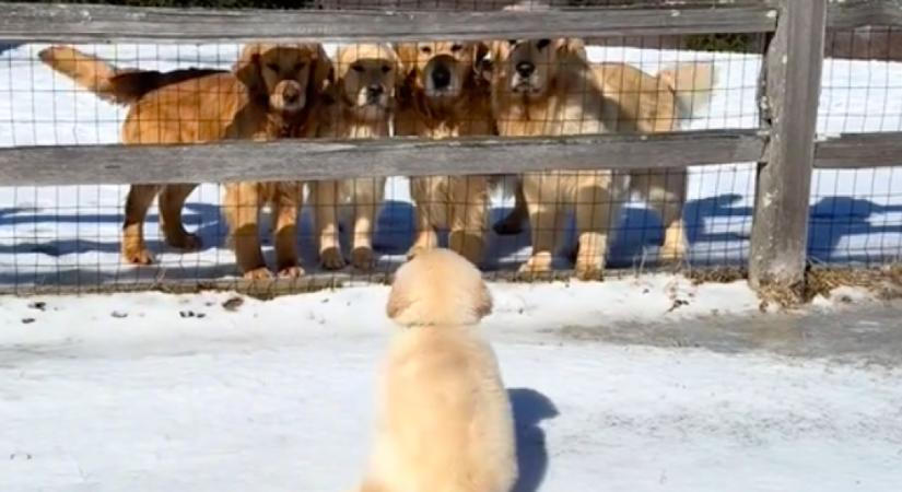 El kell búcsúznia a családtól a kis golden retrievernek: a videó sokak szívét töri össze